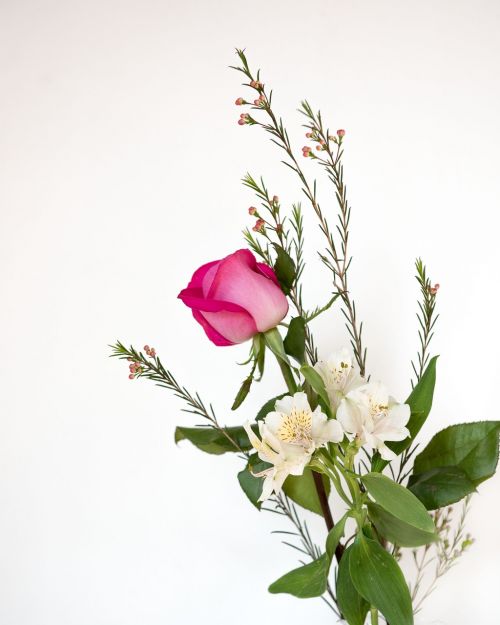 pink rose white background