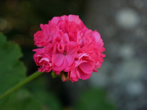 pink flowers garden