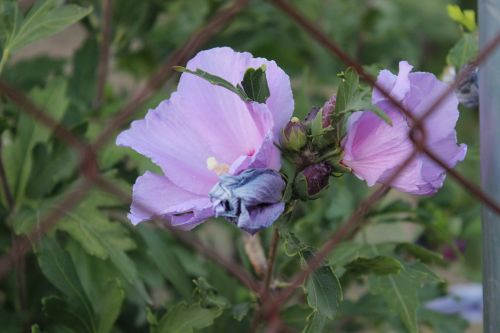 pink flower nature