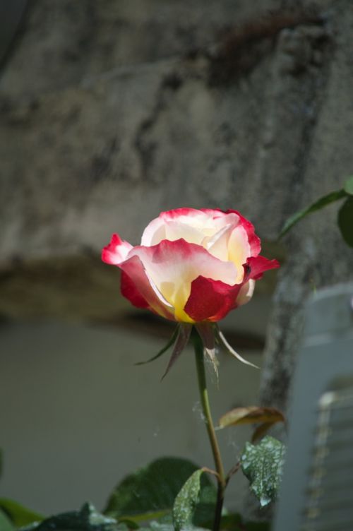 pink flower rosebush