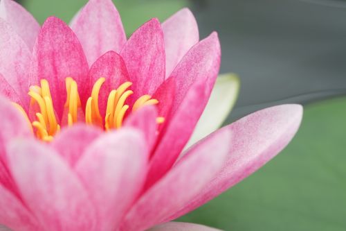 pink flower nature