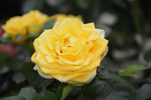 pink yellow rose rosebush