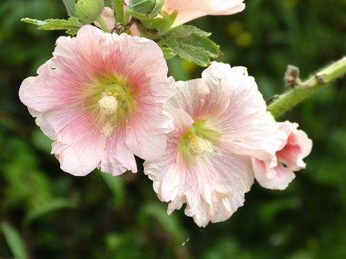 pink flower plant