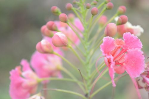 pink flower s green