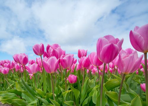 pink tulip bulb