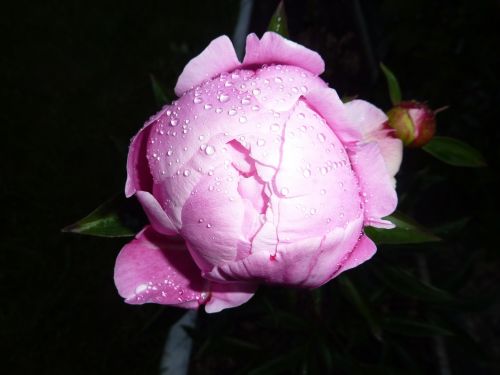 pink flower rose dew morning