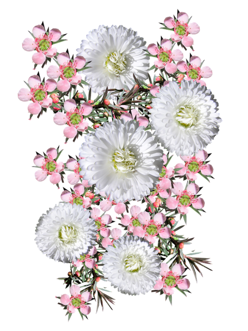 pink tea tree white daisies