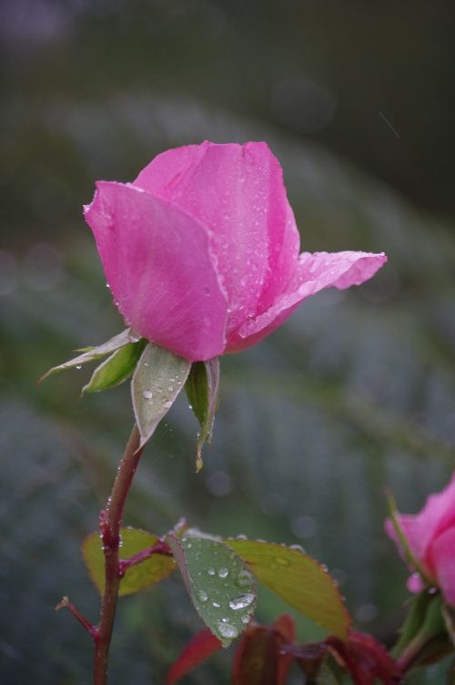 pink flowers garden