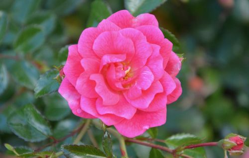 pink rosebush thorns