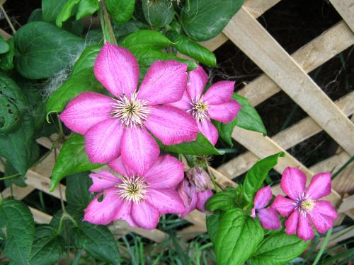 pink flowers garden