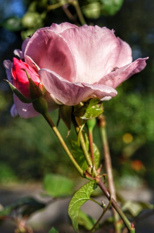 pink rose rosebud