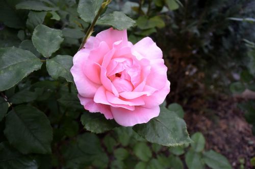 pink nature pink rose