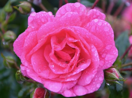 pink flower petals