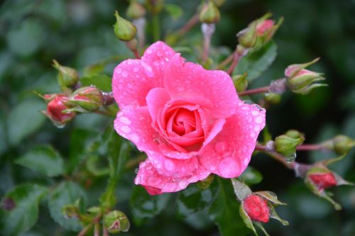 pink rosebuds color pink