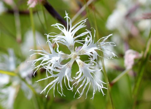 pink wild flower blossom