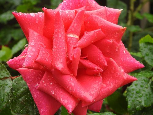 pink drops of water rain