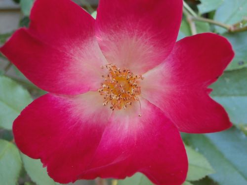 pink wild rose pink flower