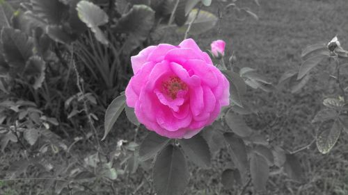 pink flowers rose