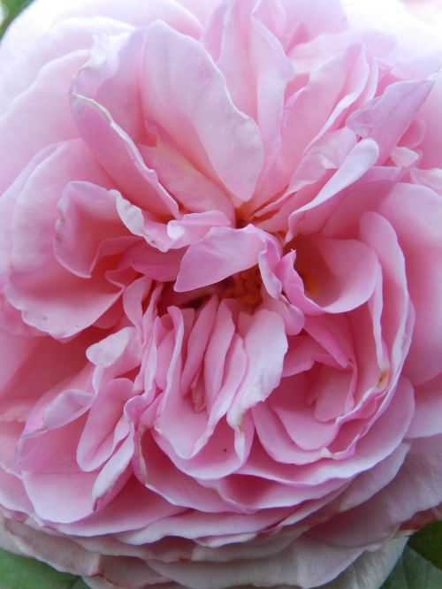 pink rose petals flower