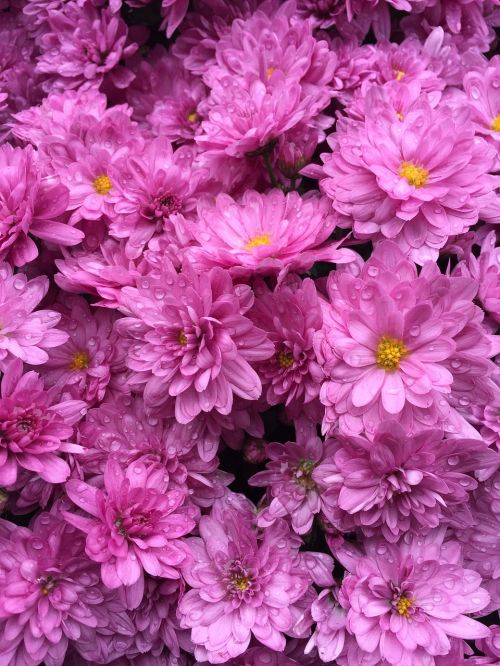 pink flowers bouquet