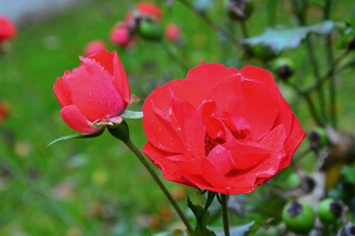 pink red rose rosebush