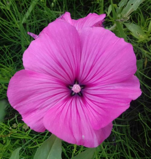 pink flower close