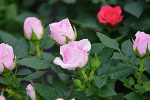 pink garden flower