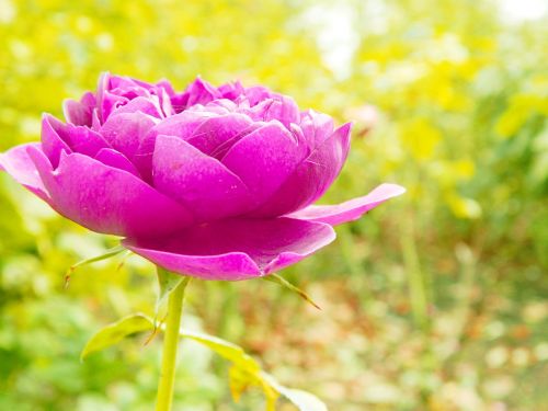 pink rose petal