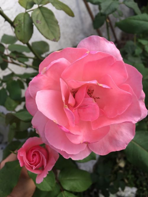 pink roses nature