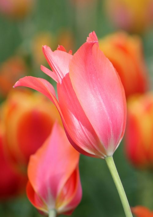 pink orange flower