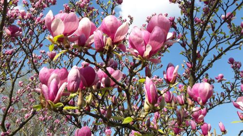 pink magnolia spring