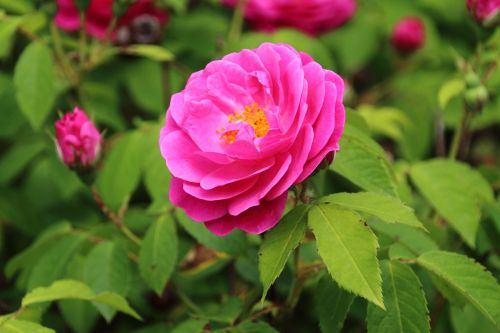 pink flower pink rose