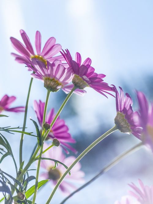 pink chrysanthemum flower