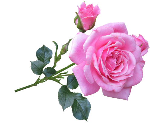 pink rose stem