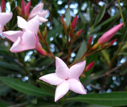 pink star flower