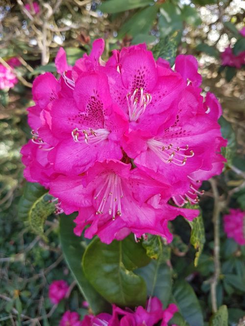 pink vibrant flower