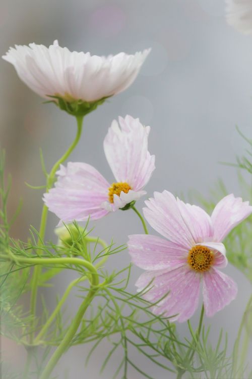 pink nature flower