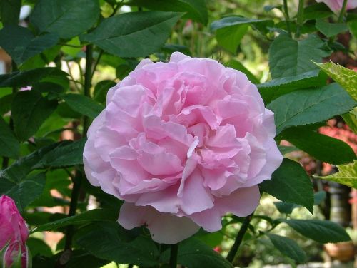 pink flower of pink pink flower