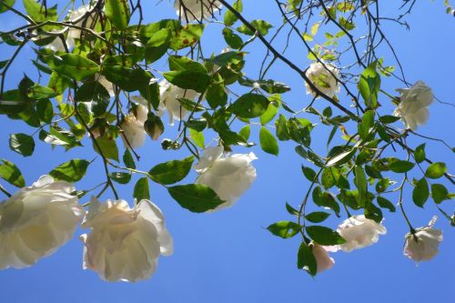 pink white flower