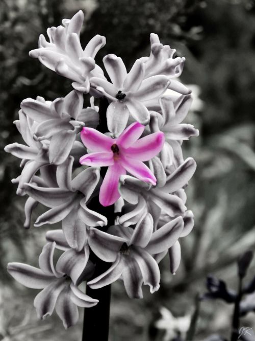 pink flower spring