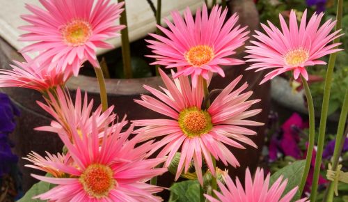 pink daisy flora