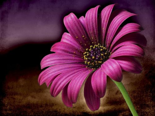 pink daisy flower