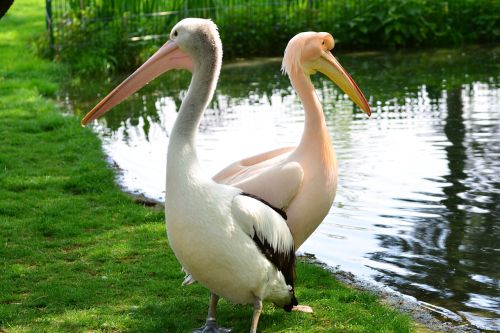 pink pelicans nature