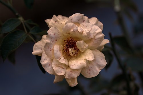 pink  garden  flower