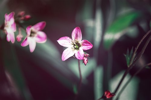 pink  pink flower  small flower