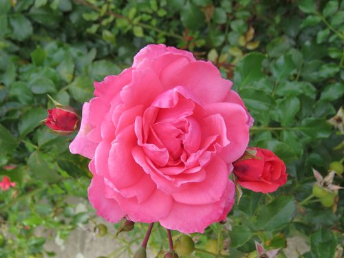 pink  rose  blossom