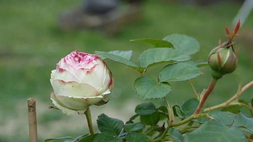 pink  hatching