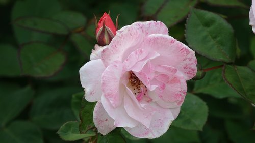 pink  perfume  petals