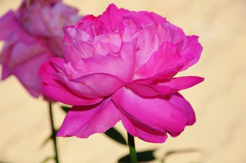 pink  rose  flower