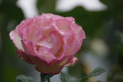 pink  rose  petals